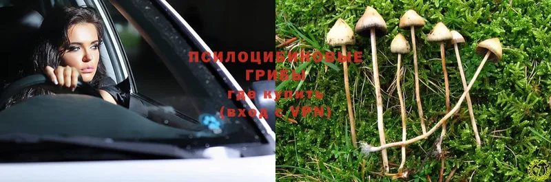 где можно купить наркотик  Южно-Сахалинск  Псилоцибиновые грибы Psilocybe 